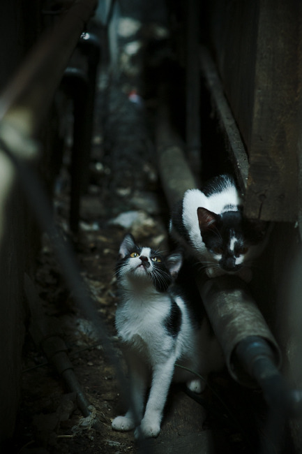 开云体育网址-外援上场时间是否应进行总量限制，外援什么时候上场的