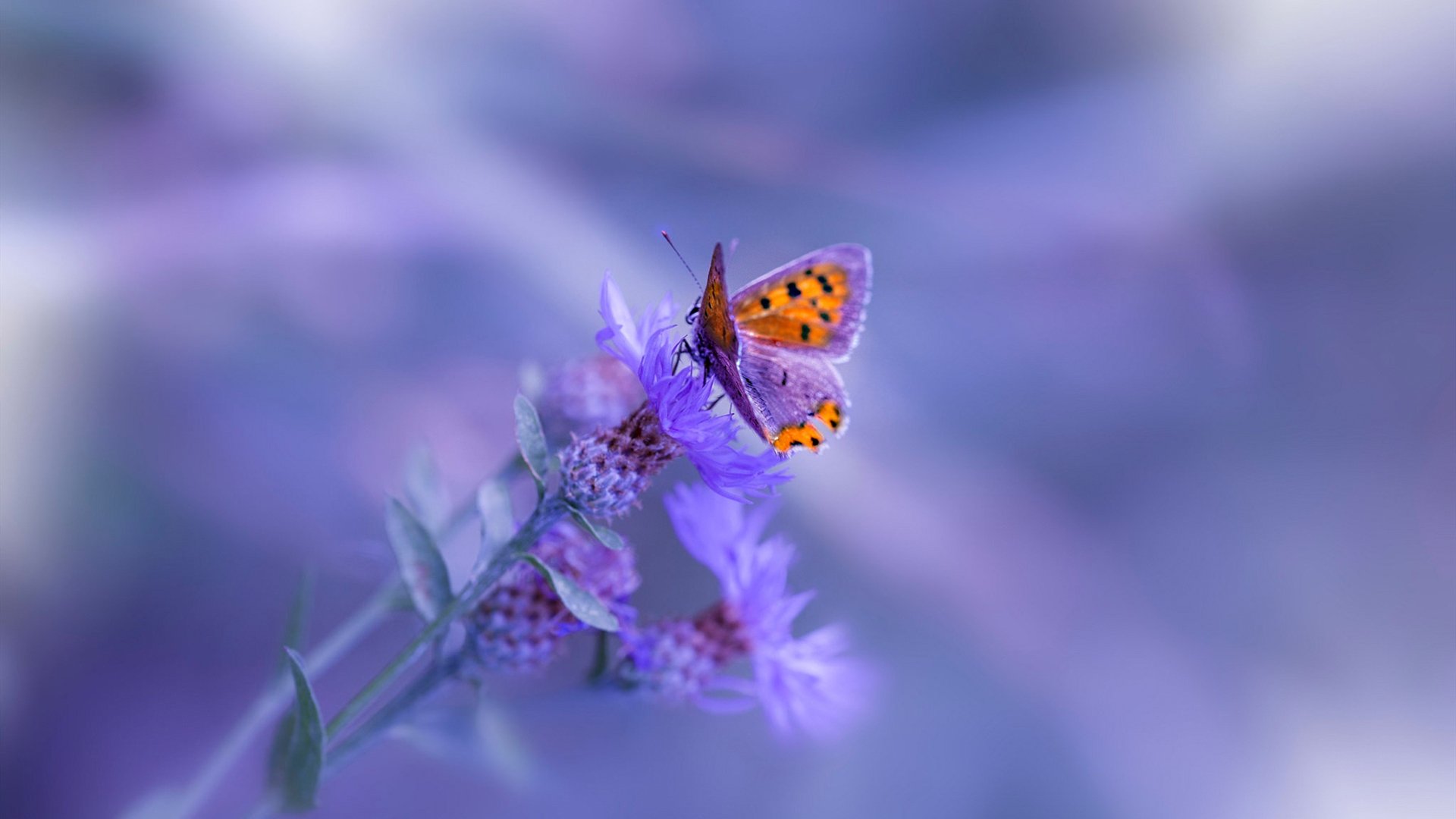 赛季冲刺期替补体能分配主题与效率关系研讨