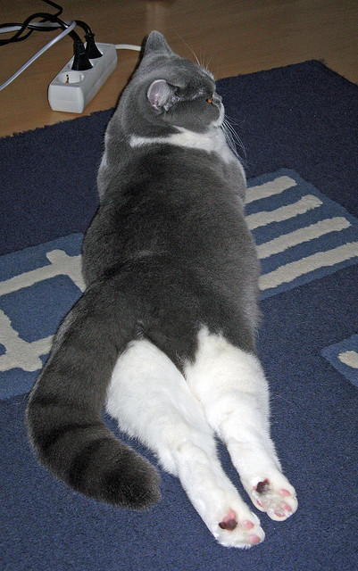 国家耐力跑队发布秋季选拔赛报名时间安排，耐力赛比赛规则