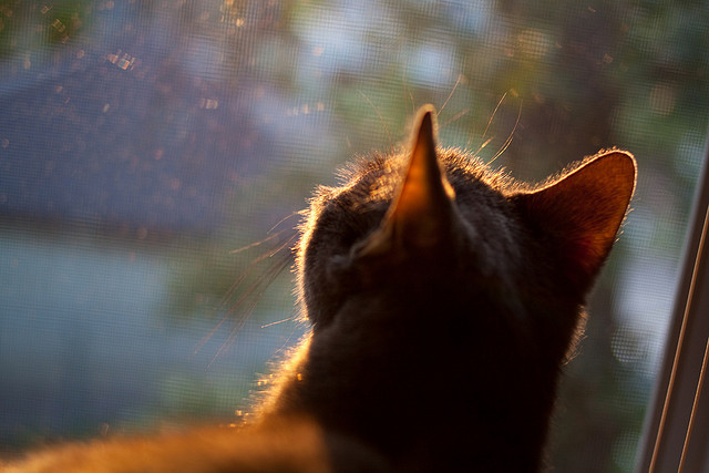 库里火力全开勇士终结连败，勇士库里什么时间复出