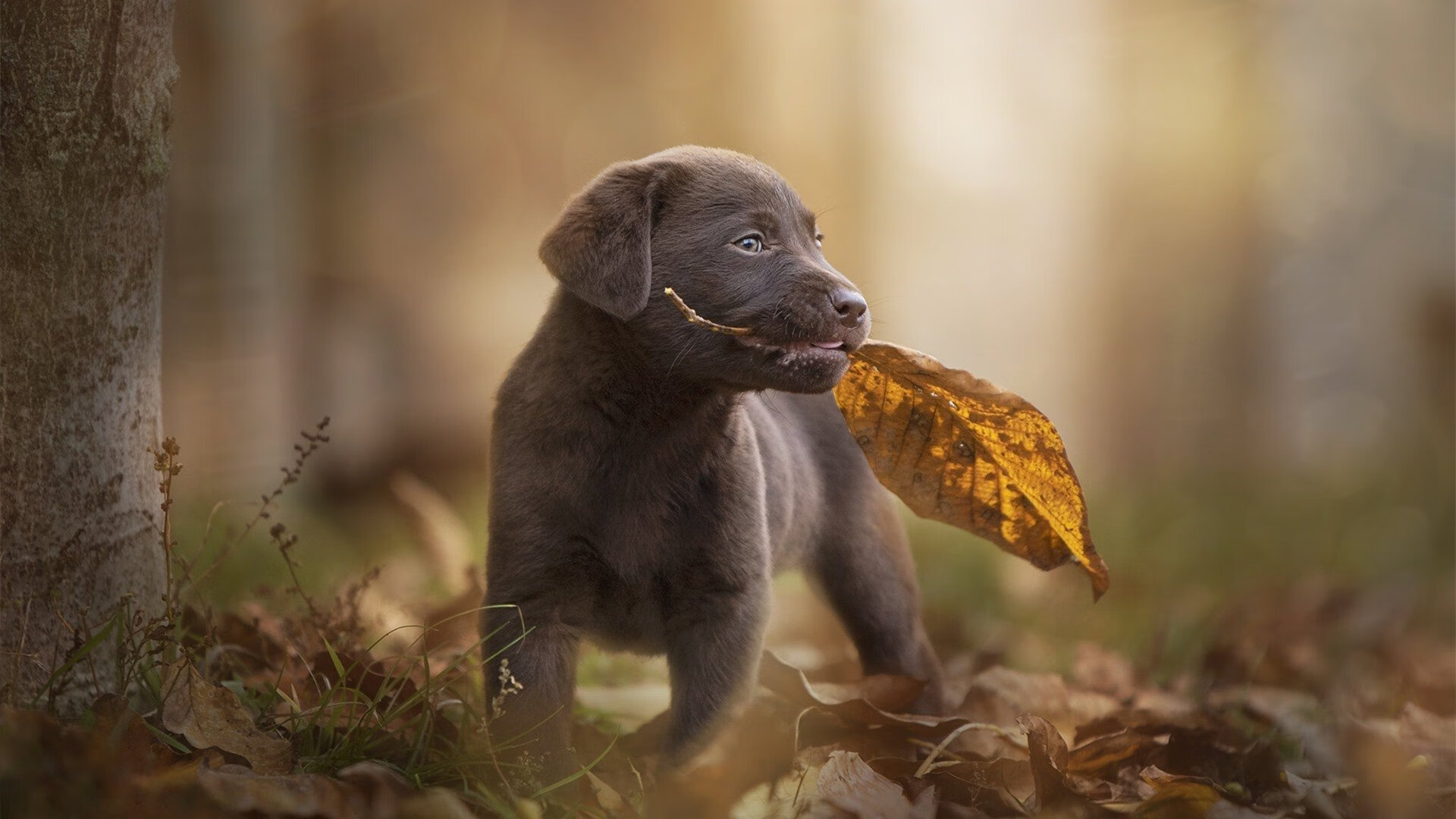 热火宣布伤员即将回归提升整体实力，热火silva